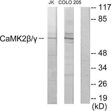 Anti-CAMK2, C-Terminal antibody produced in rabbit affinity isolated antibody