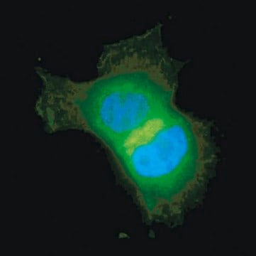 Anti-Akt/PKB Antibody, PH Domain, clone SKB1, Alexa Fluor&#8482; 488 clone SKB1, Upstate&#174;, from mouse