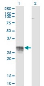 Monoclonal Anti-CD83 antibody produced in mouse clone 3G10-1F4, purified immunoglobulin, buffered aqueous solution