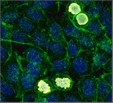 Anti-phospho Histone H3 (Ser10), Alexa Fluor&#8482; 647 Conjugate Antibody 0.5&#160;mg/mL, from rabbit