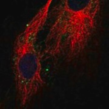 Anti-CLDN11 antibody produced in rabbit Prestige Antibodies&#174; Powered by Atlas Antibodies, affinity isolated antibody, buffered aqueous glycerol solution