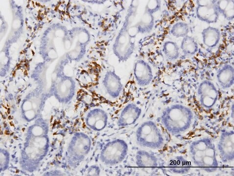 Monoclonal Anti-FLJ44691 antibody produced in mouse clone 3E7, purified immunoglobulin, buffered aqueous solution