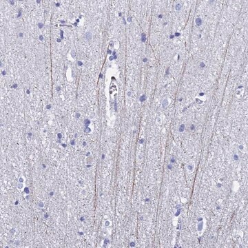 Anti-PIRT antibody produced in rabbit Prestige Antibodies&#174; Powered by Atlas Antibodies, affinity isolated antibody, buffered aqueous glycerol solution