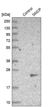 Anti-SMCP antibody produced in rabbit Prestige Antibodies&#174; Powered by Atlas Antibodies, affinity isolated antibody, buffered aqueous glycerol solution