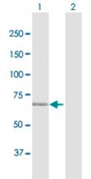 Anti-MAN1C1 antibody produced in rabbit purified immunoglobulin, buffered aqueous solution