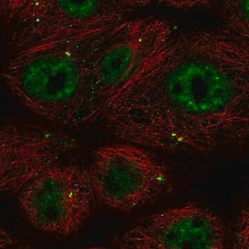 Anti-CCDC92 antibody produced in rabbit Prestige Antibodies&#174; Powered by Atlas Antibodies, affinity isolated antibody