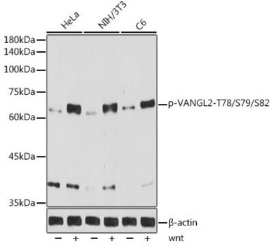 Anti-Phospho-VANGL2-T78/S79/S82 antibody produced in rabbit