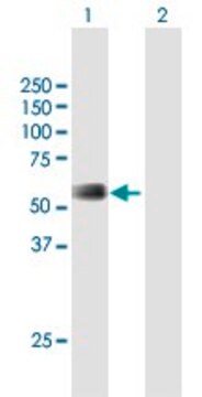 Anti-RMI1 antibody produced in mouse purified immunoglobulin, buffered aqueous solution