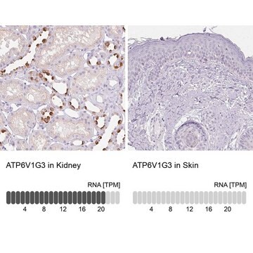 Anti-ATP6V1G3 antibody produced in rabbit Prestige Antibodies&#174; Powered by Atlas Antibodies, affinity isolated antibody, buffered aqueous glycerol solution