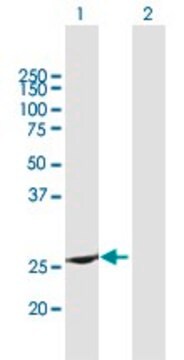 Anti-RAB37 antibody produced in mouse purified immunoglobulin, buffered aqueous solution