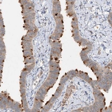 Anti-TRAF3IP1 antibody produced in rabbit Prestige Antibodies&#174; Powered by Atlas Antibodies, affinity isolated antibody, buffered aqueous glycerol solution