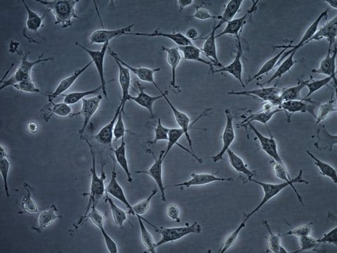 OSUMMER.11 Mouse NRAS-Mutant Melanoma Cell Line