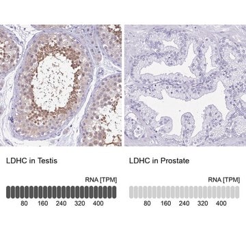 Anti-LDHC antibody produced in rabbit Prestige Antibodies&#174; Powered by Atlas Antibodies, affinity isolated antibody, buffered aqueous glycerol solution