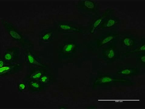 Anti-PKNOX1 antibody produced in mouse purified immunoglobulin, buffered aqueous solution