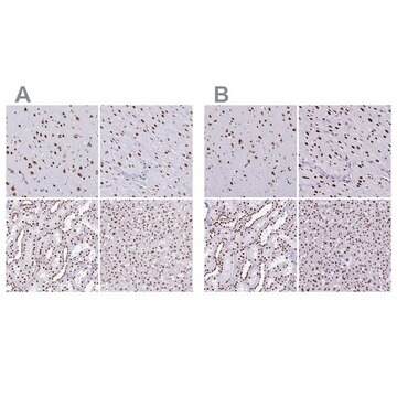 Anti-NONO antibody produced in rabbit Prestige Antibodies&#174; Powered by Atlas Antibodies, affinity isolated antibody, buffered aqueous glycerol solution