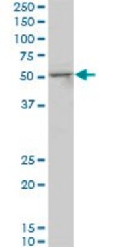 Monoclonal Anti-SMAD3 antibody produced in mouse clone 4D5, purified immunoglobulin, buffered aqueous solution