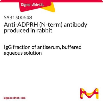 Anti-ADPRH (N-term) antibody produced in rabbit IgG fraction of antiserum, buffered aqueous solution