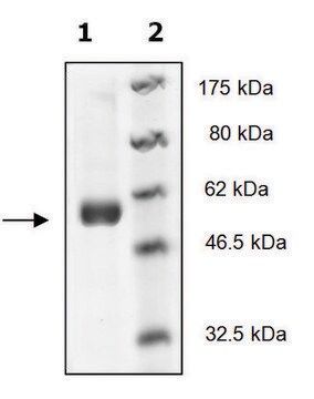 SYK Catalytic Subunit active human recombinant, expressed in baculovirus infected Sf9 cells, &#8805;60% (SDS-PAGE)