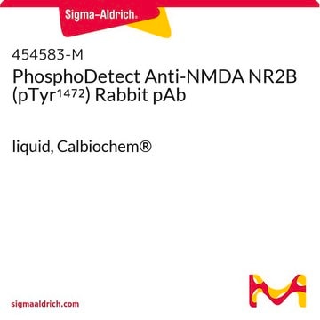 PhosphoDetect Anti-NMDA NR2B (pTyr&#185;&#8308;&#8311;&#178;) Rabbit pAb liquid, Calbiochem&#174;