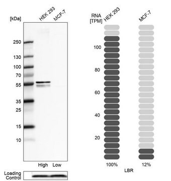 Anti-LBR antibody produced in rabbit Prestige Antibodies&#174; Powered by Atlas Antibodies, affinity isolated antibody