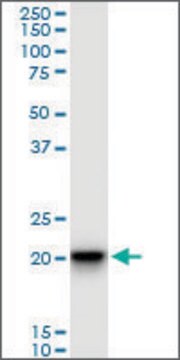 Monoclonal Anti-SFRS3, (N-terminal) antibody produced in mouse clone 1C8, purified immunoglobulin, buffered aqueous solution