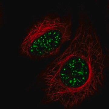 Anti-SRRM2 antibody produced in rabbit Prestige Antibodies&#174; Powered by Atlas Antibodies, affinity isolated antibody