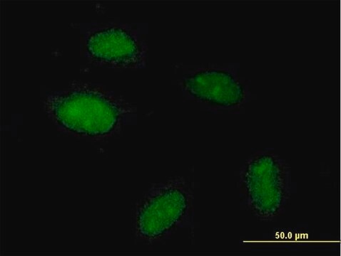 Anti-POGZ antibody produced in mouse purified immunoglobulin, buffered aqueous solution