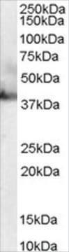 Anti-RAE1 antibody produced in goat affinity isolated antibody, buffered aqueous solution