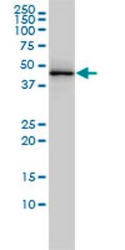 Anti-TARDBP Mouse mAb (2E2-D3) liquid, clone 2E2-D3, Calbiochem&#174;