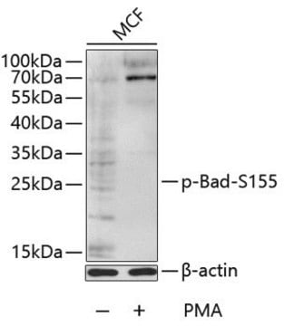 Anti-Phospho-Bad-S155 antibody produced in rabbit