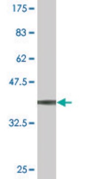 Monoclonal Anti-TOPORS antibody produced in mouse clone 1A5, purified immunoglobulin, buffered aqueous solution