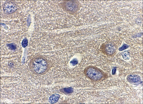 Anti-Adiponectin (ab2) antibody produced in rabbit affinity isolated antibody, buffered aqueous solution