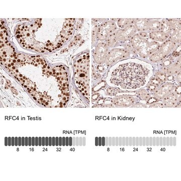 Anti-RFC4 antibody produced in rabbit Prestige Antibodies&#174; Powered by Atlas Antibodies, affinity isolated antibody, buffered aqueous glycerol solution