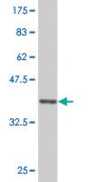 Monoclonal Anti-UNC13D antibody produced in mouse clone 1E11, purified immunoglobulin, buffered aqueous solution