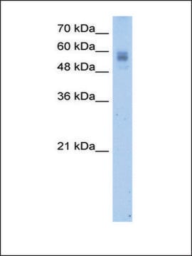 Anti-PROC antibody produced in rabbit IgG fraction of antiserum