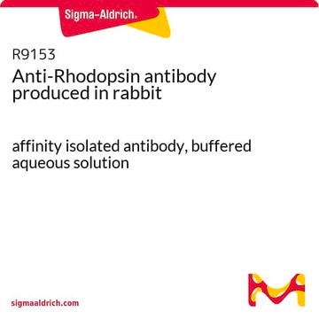 Anti-Rhodopsin antibody produced in rabbit affinity isolated antibody, buffered aqueous solution