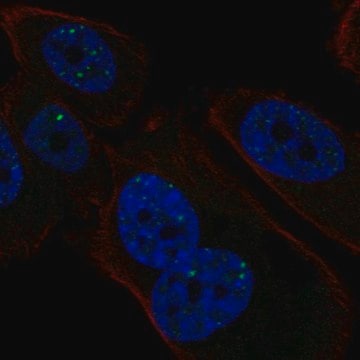 Anti-PMS1 antibody produced in rabbit Prestige Antibodies&#174; Powered by Atlas Antibodies, affinity isolated antibody