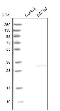 Anti-DCTN6 antibody produced in rabbit Prestige Antibodies&#174; Powered by Atlas Antibodies, affinity isolated antibody, buffered aqueous glycerol solution, Ab1