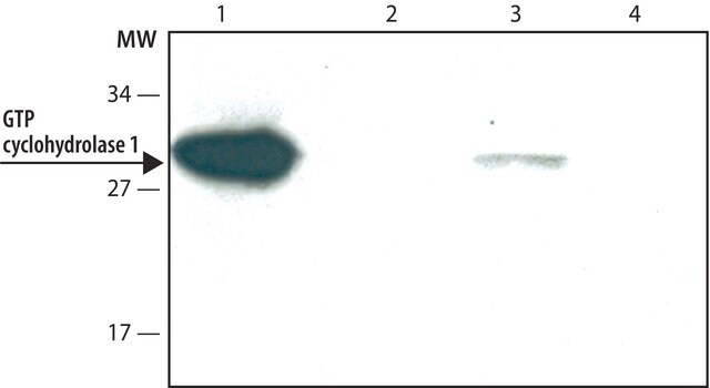 Monoclonal Anti-GTP cyclohydrolase I antibody produced in rat ~1.0&#160;mg/mL, clone MGTP 6H11, purified immunoglobulin