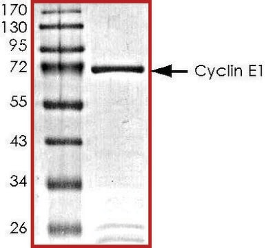 CyclinE1, GST tagged human recombinant, expressed in baculovirus infected Sf9 cells, &#8805;70% (SDS-PAGE), buffered aqueous glycerol solution