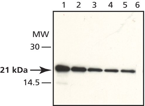 Anti-AtRAC3 antibody produced in rabbit ~1.2&#160;mg/mL, affinity isolated antibody, buffered aqueous solution