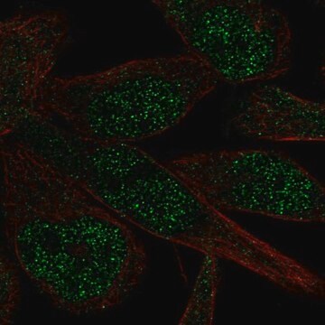 Anti-ZNF273 antibody produced in rabbit Prestige Antibodies&#174; Powered by Atlas Antibodies, affinity isolated antibody