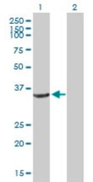 Anti-CRYZ antibody produced in mouse purified immunoglobulin, buffered aqueous solution