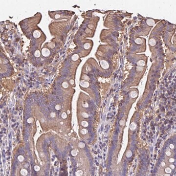 Anti-RPRML antibody produced in rabbit Prestige Antibodies&#174; Powered by Atlas Antibodies, affinity isolated antibody, buffered aqueous glycerol solution