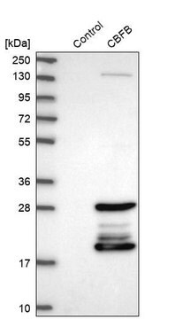 Anti-CBFB antibody produced in rabbit Prestige Antibodies&#174; Powered by Atlas Antibodies, affinity isolated antibody, buffered aqueous glycerol solution