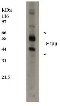 Anti-Tau-Maus-mAb (TAU-5) liquid, clone TAU-5, Calbiochem&#174;