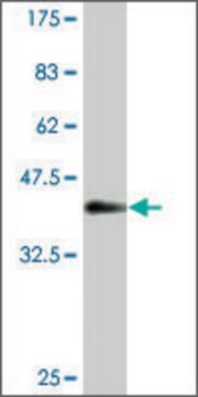 Monoclonal Anti-CNDP2 antibody produced in mouse clone 1A6, purified immunoglobulin, buffered aqueous solution