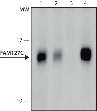 Monoclonal Anti-FAM127C antibody produced in mouse clone FAM127C -A139, culture supernatant