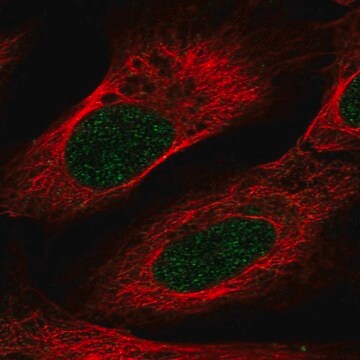 Anti-VSIG10L antibody produced in rabbit Prestige Antibodies&#174; Powered by Atlas Antibodies, affinity isolated antibody