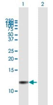 Anti-PI3 antibody produced in mouse purified immunoglobulin, buffered aqueous solution